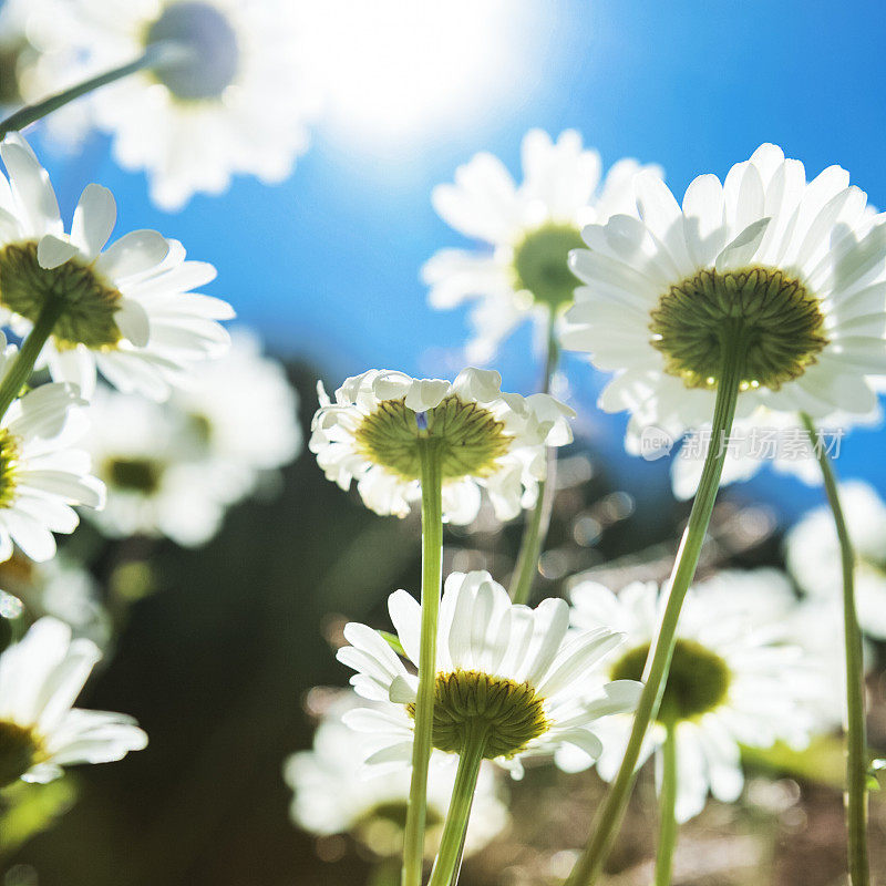 加拿大亚伯达省班夫国家公园落基山脉的短叶雏菊花(Erigeron Compositus